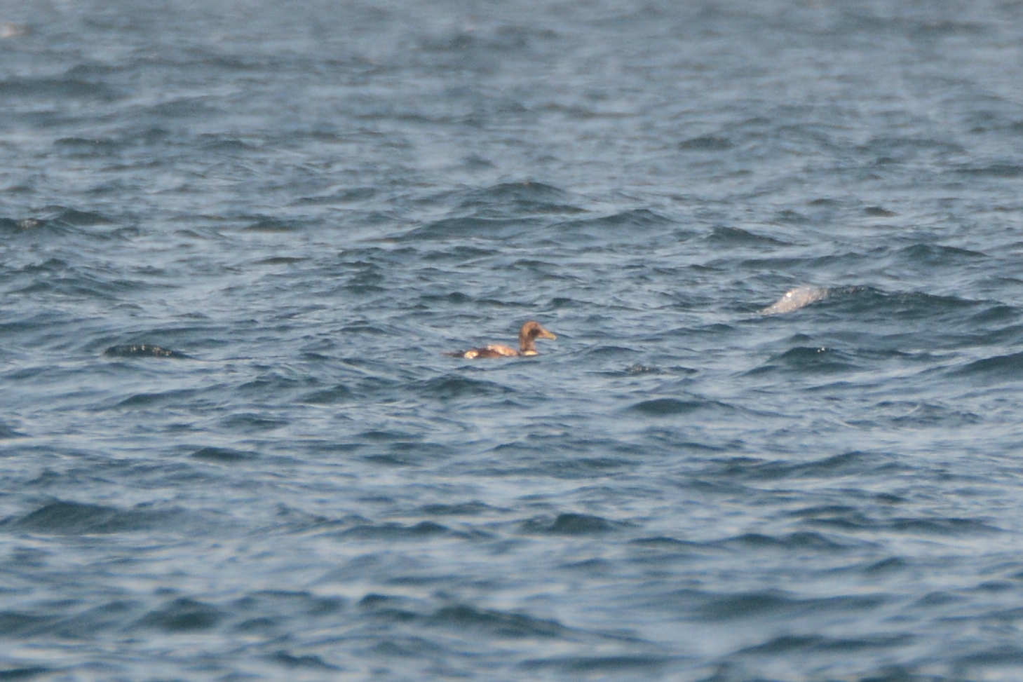 Common Eider