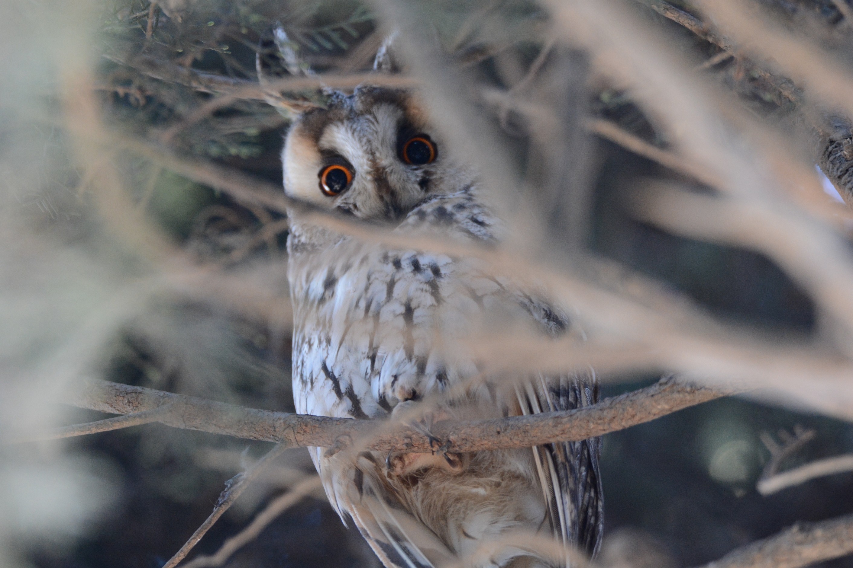 Long-eared Owl