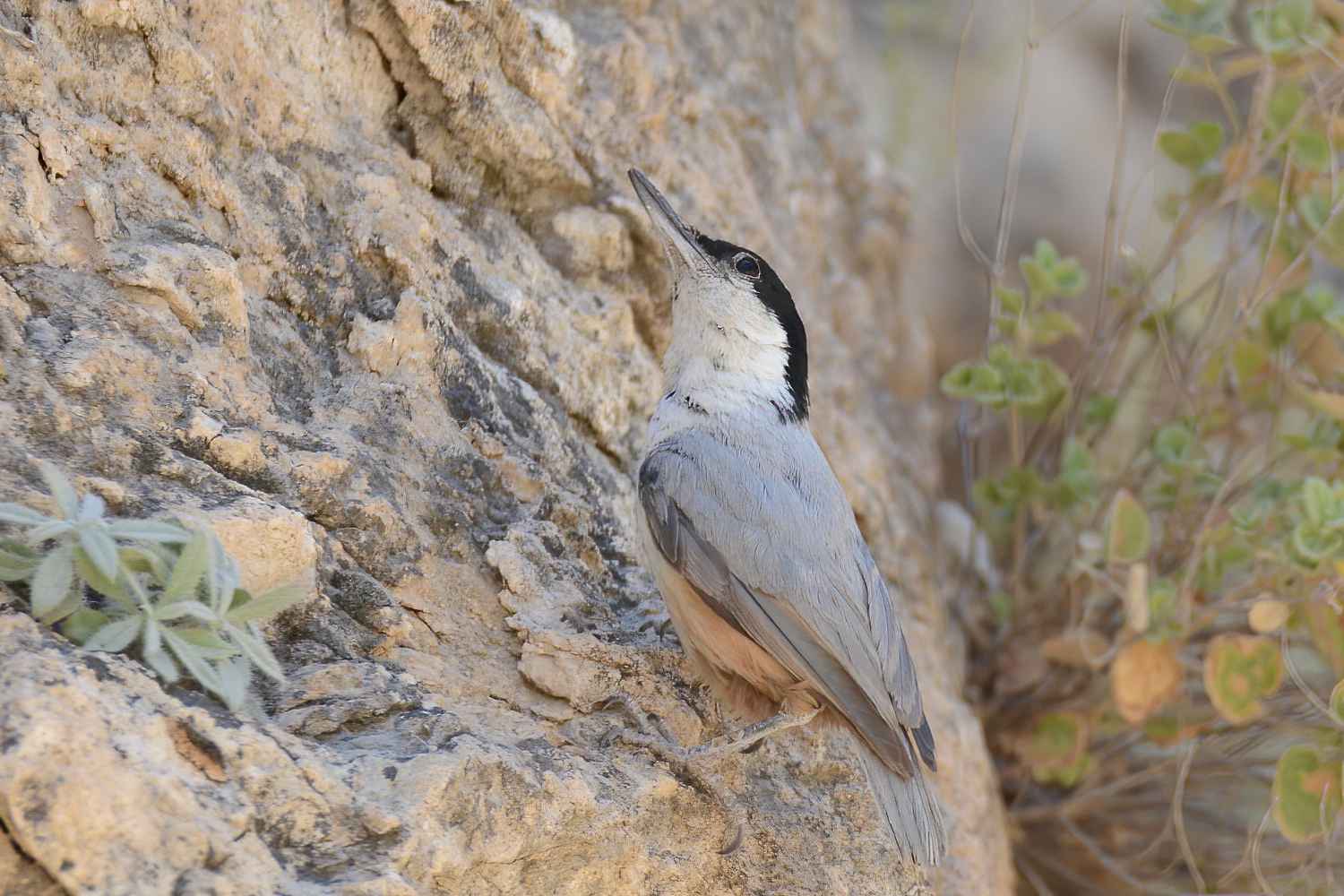 Eastern Rock Nuthatch