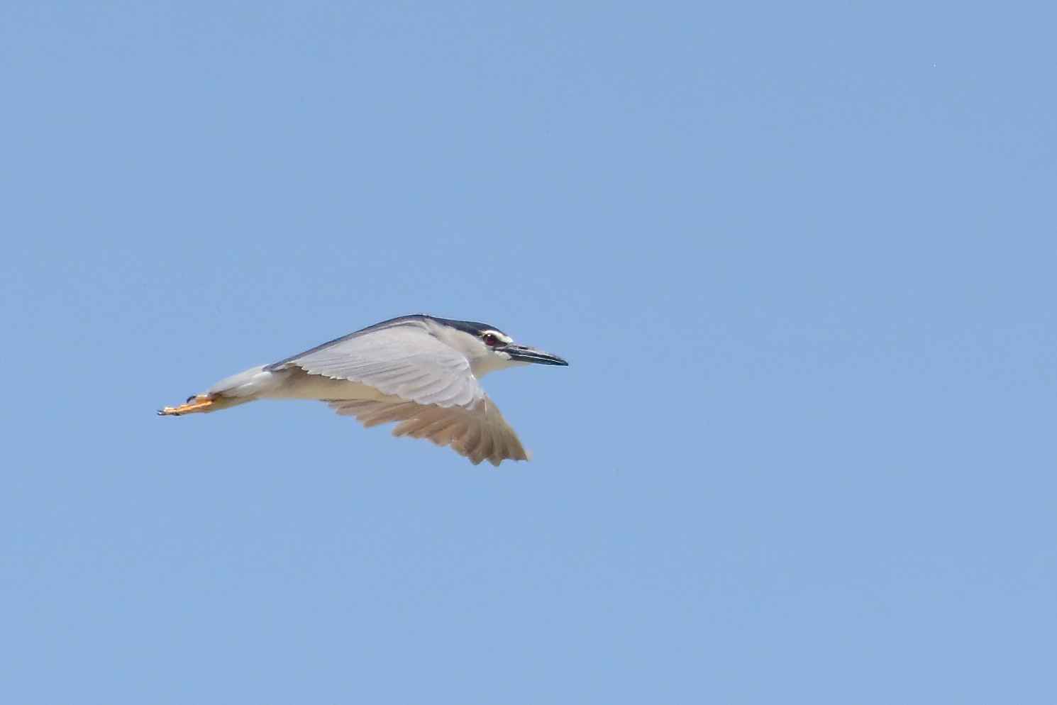 Black-crowned Night-Heron