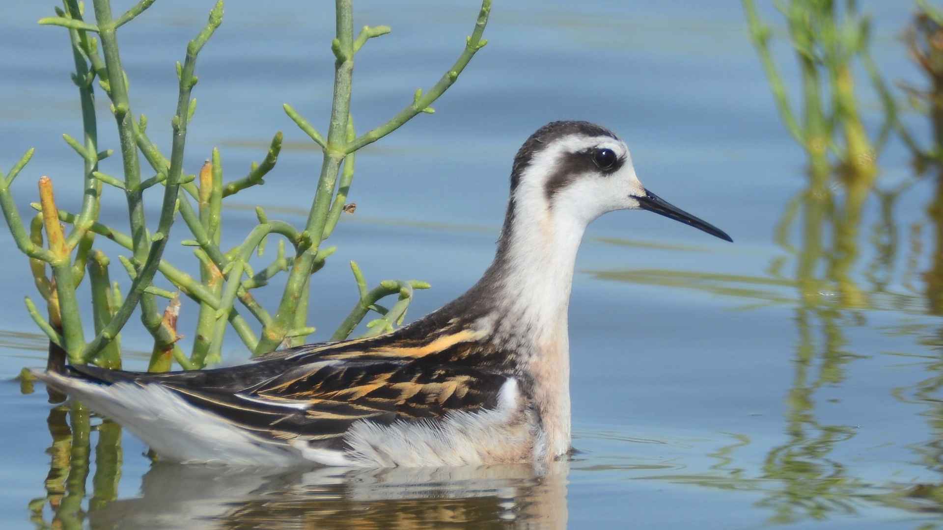 Red-necked Phalarope