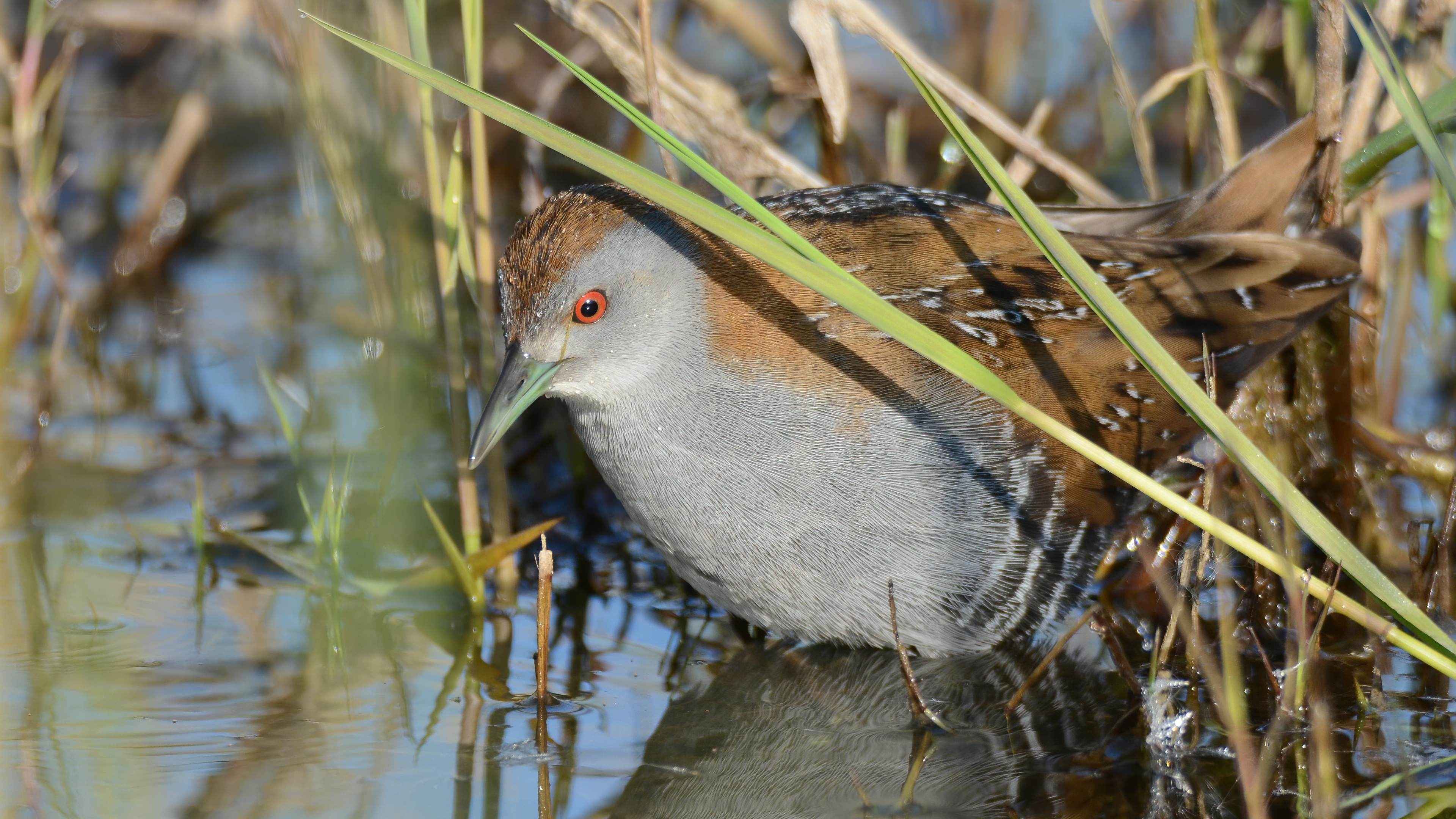 Baillon's Crake