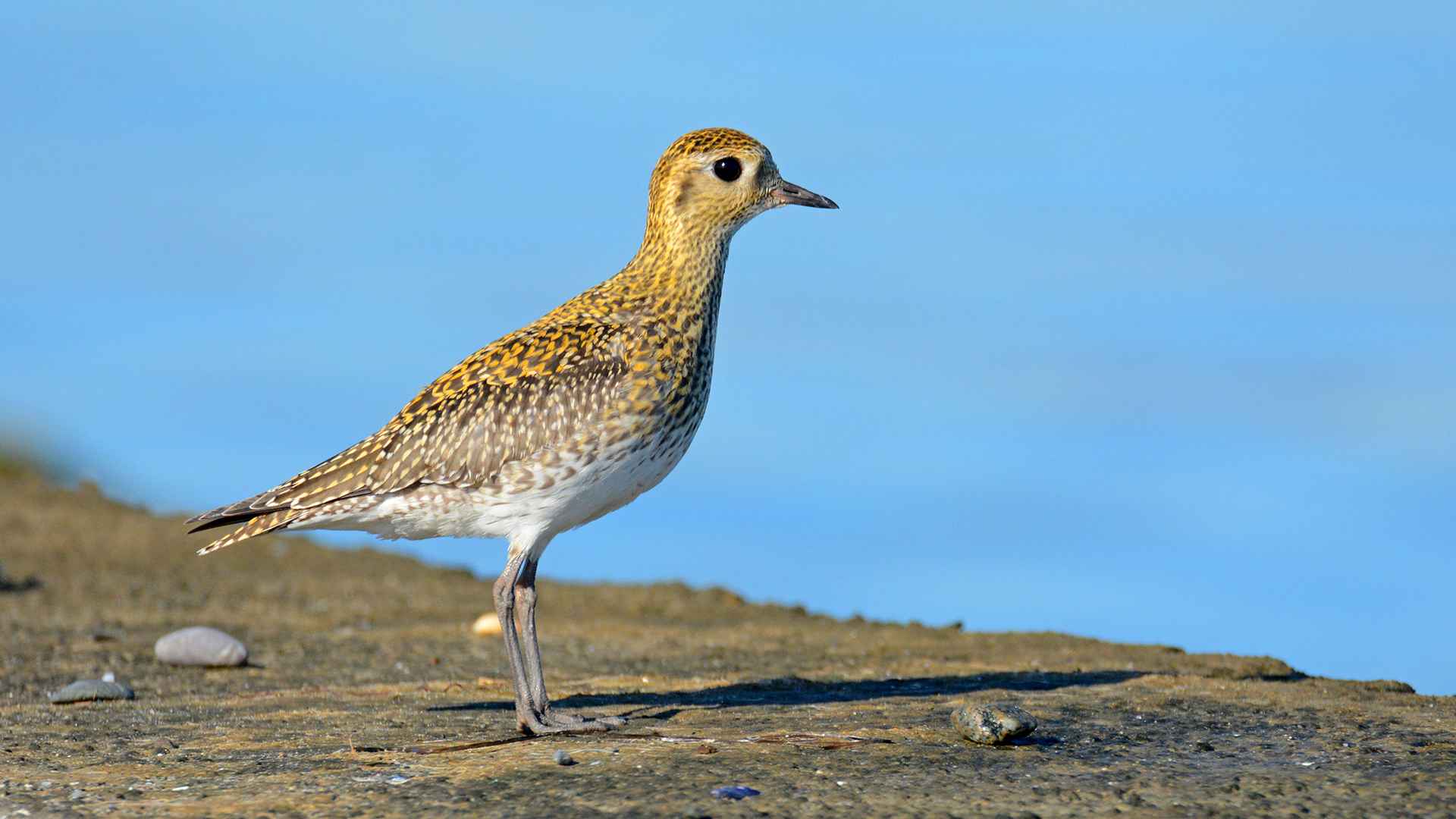 European Golden-Plover