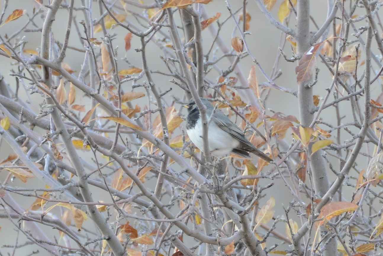 Black-throated Thrush