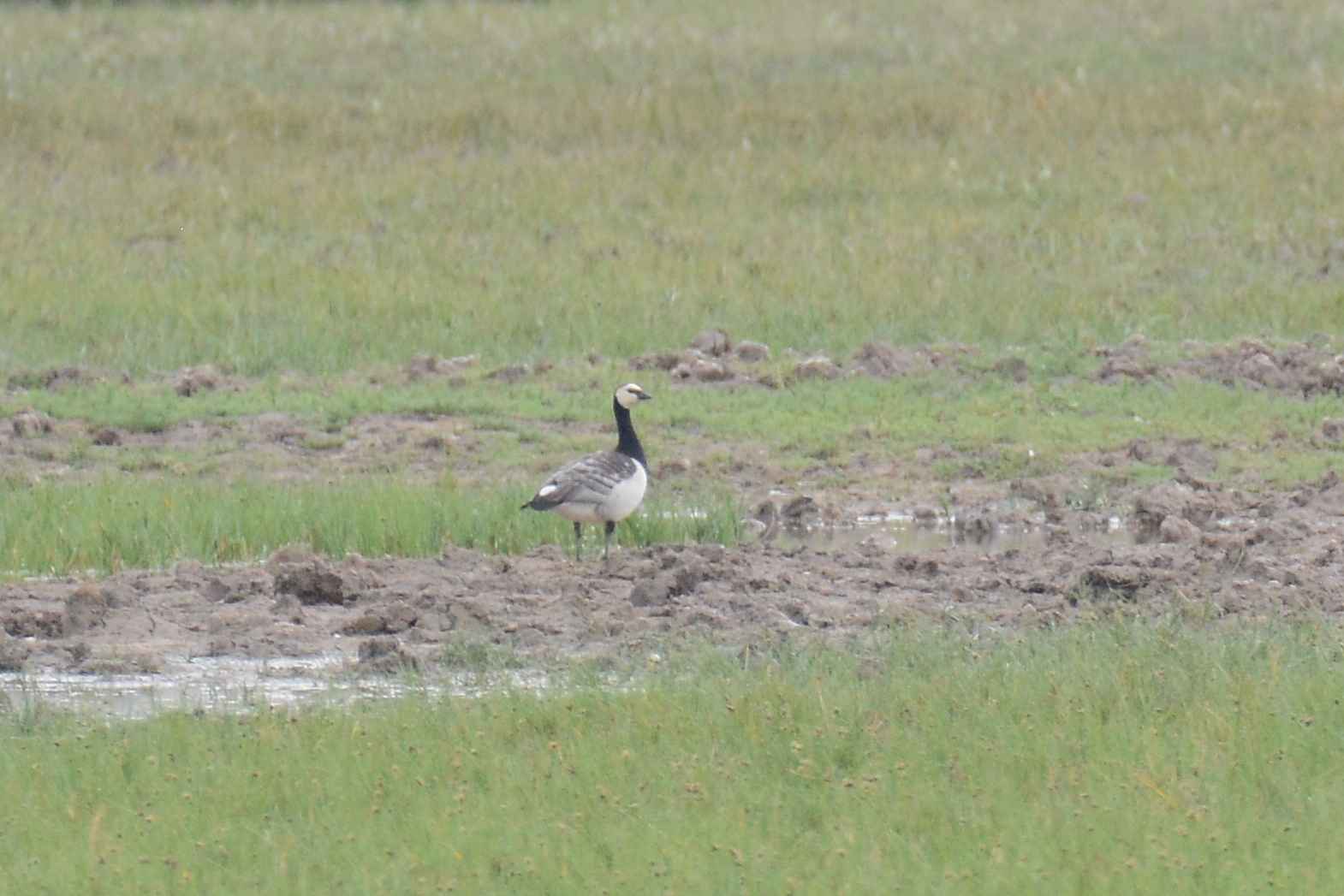 Barnacle Goose