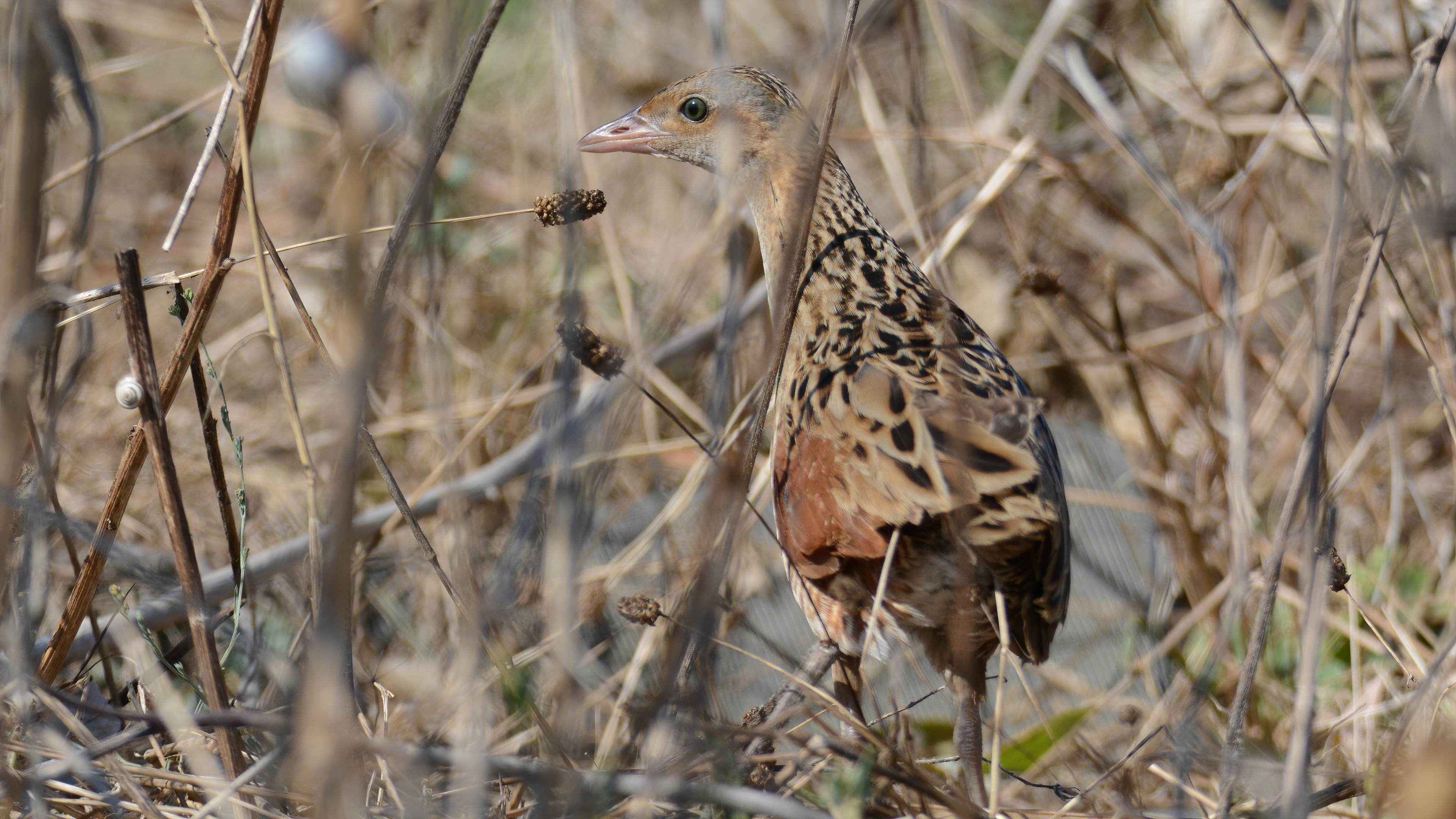 Corn Crake