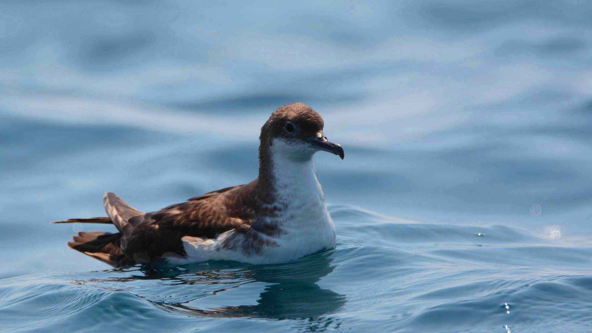 Yelkouan Shearwater