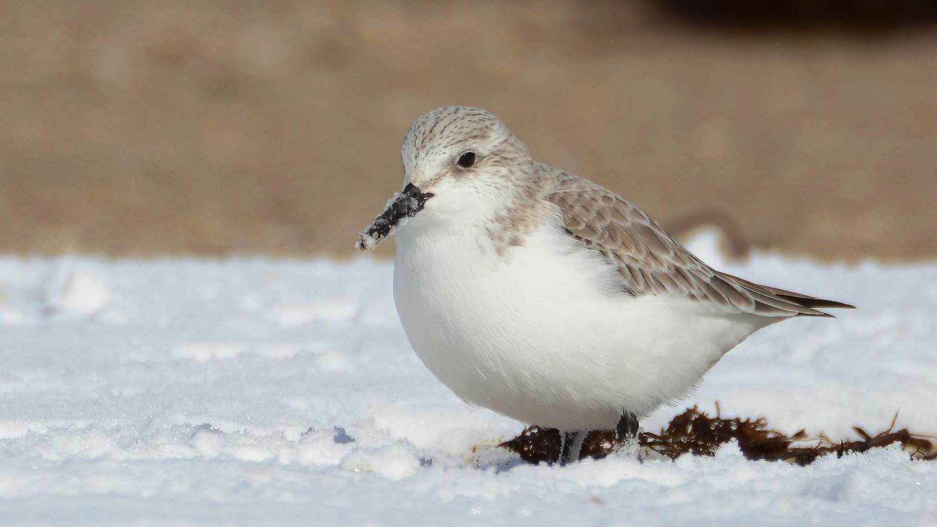 Sanderling
