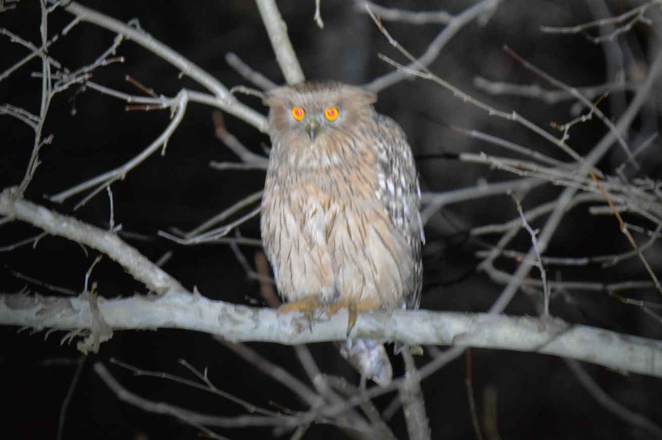 Brown Fish-Owl