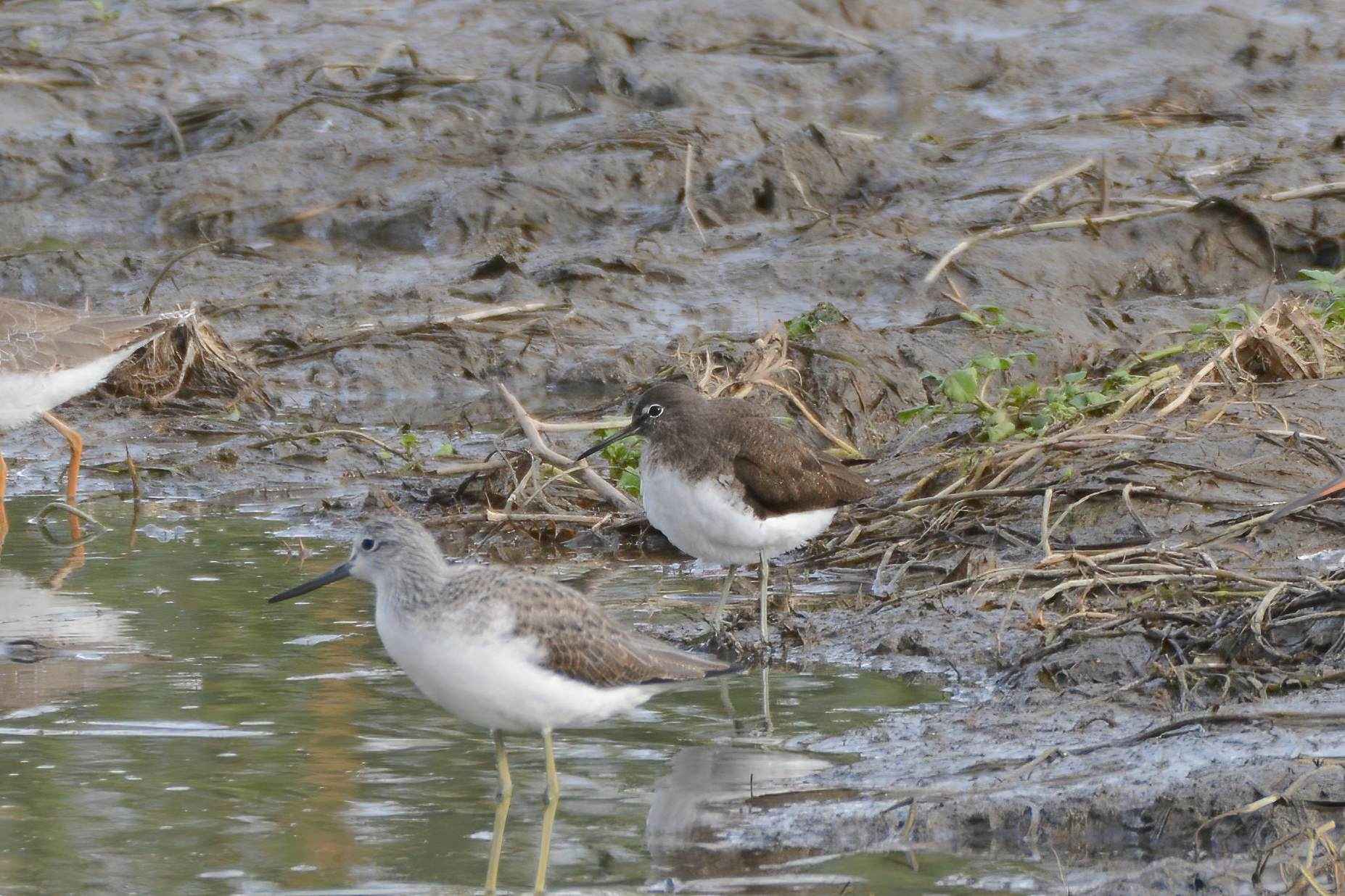 Green Sandpiper