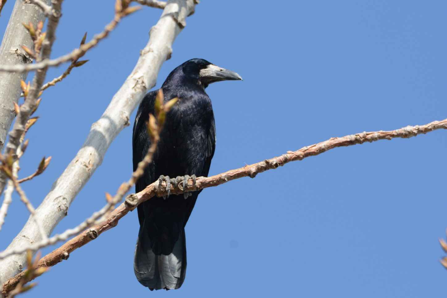 Rook
