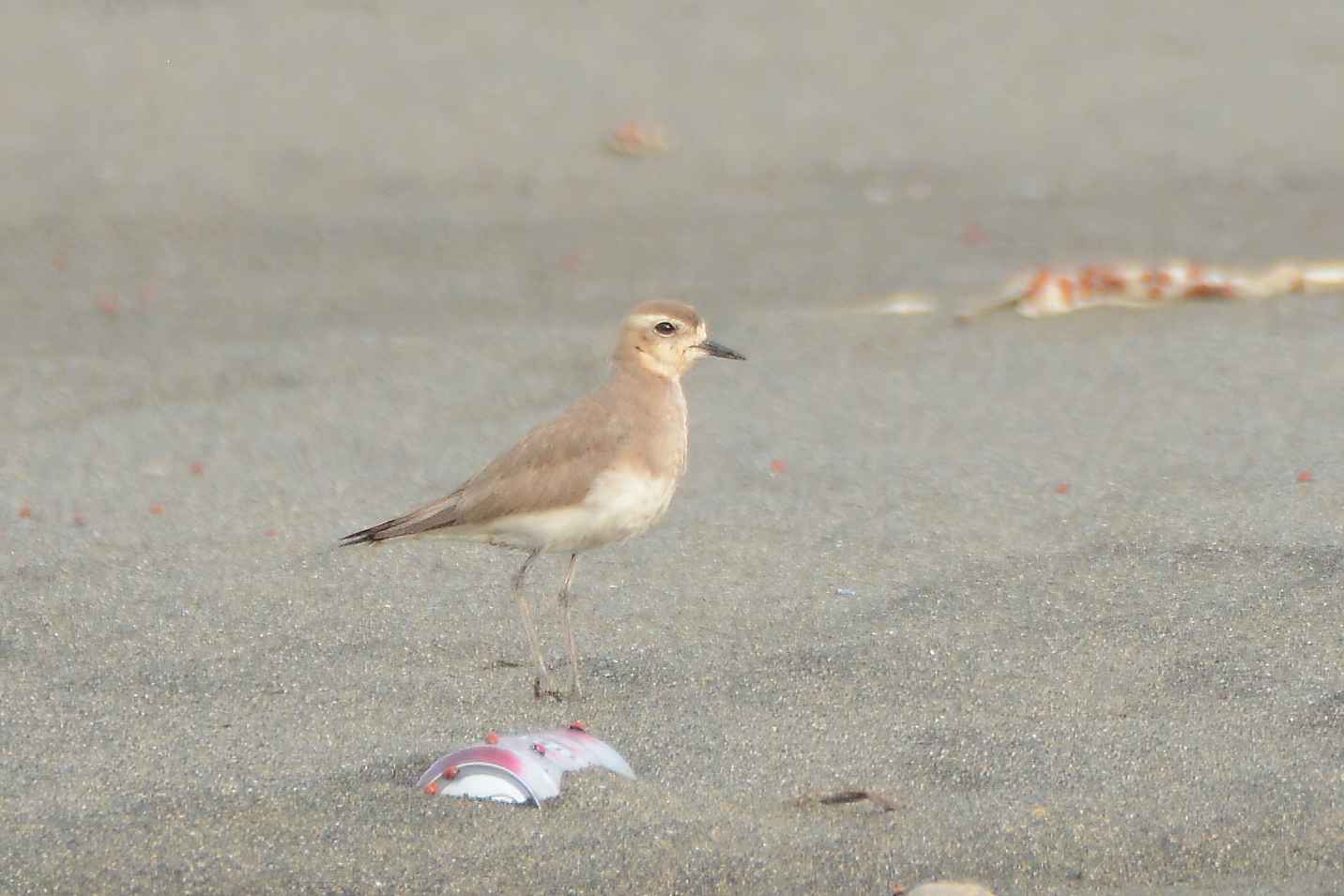 Caspian Plover