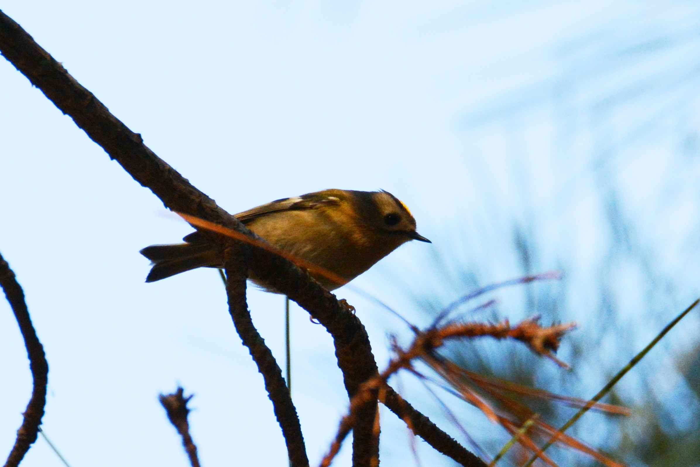 Goldcrest