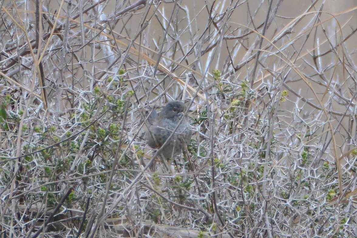 Cyprus Warbler