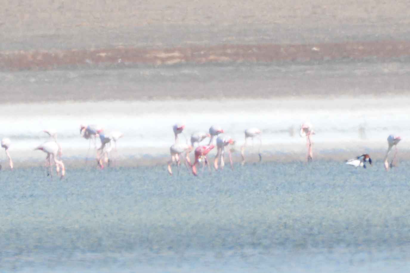 Lesser Flamingo