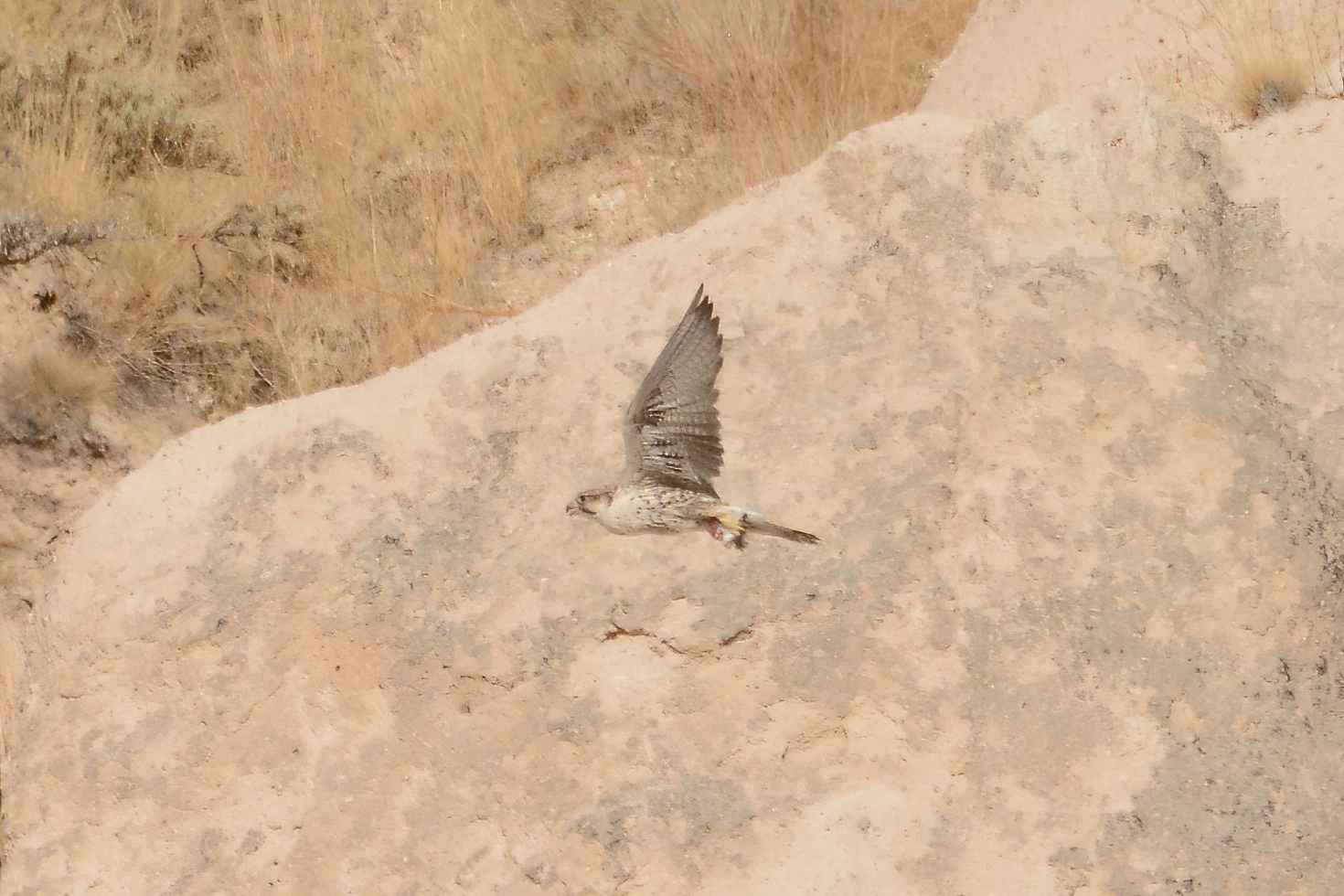 Lanner Falcon