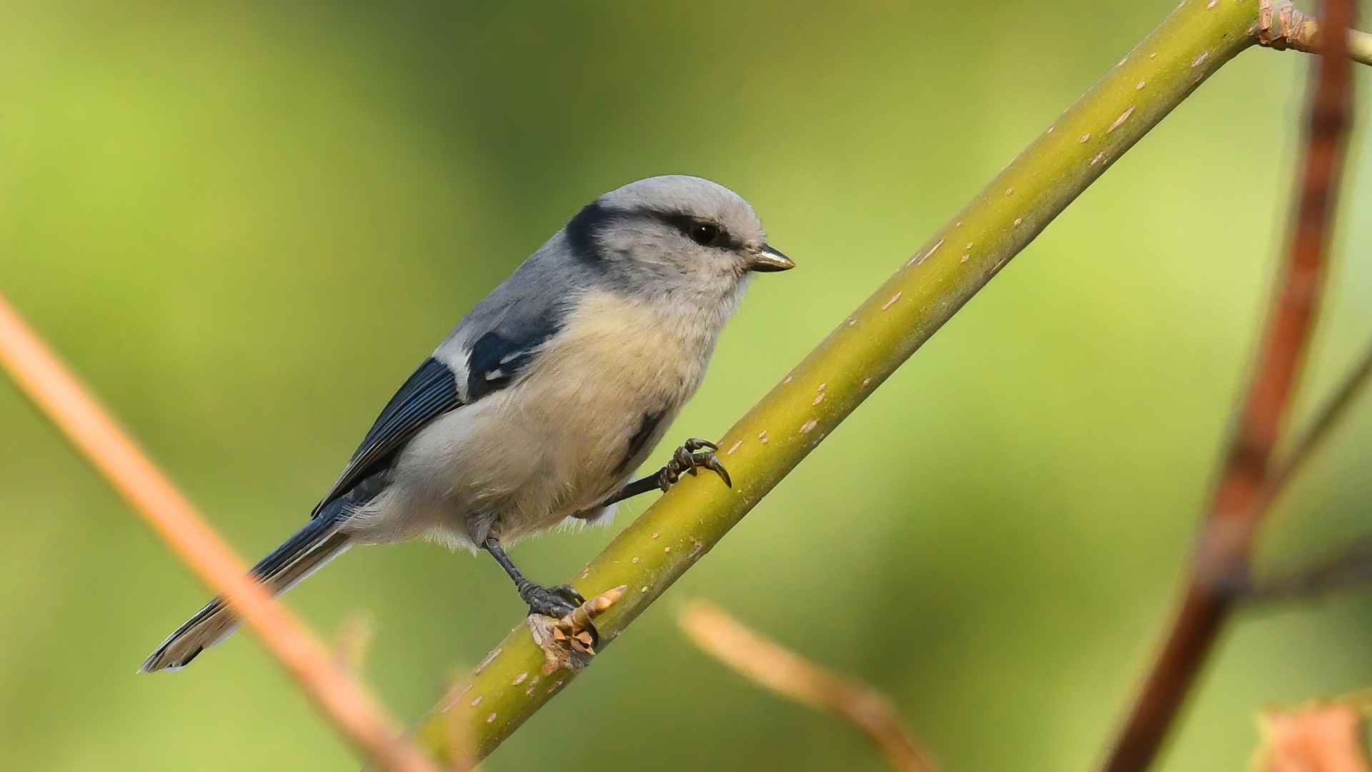 Azure Tit