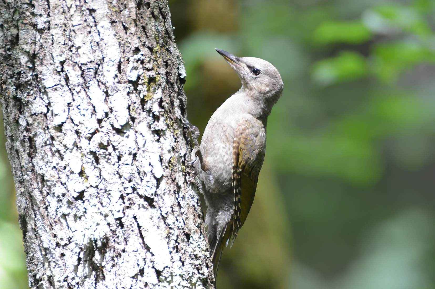 Gray-headed Woodpecker