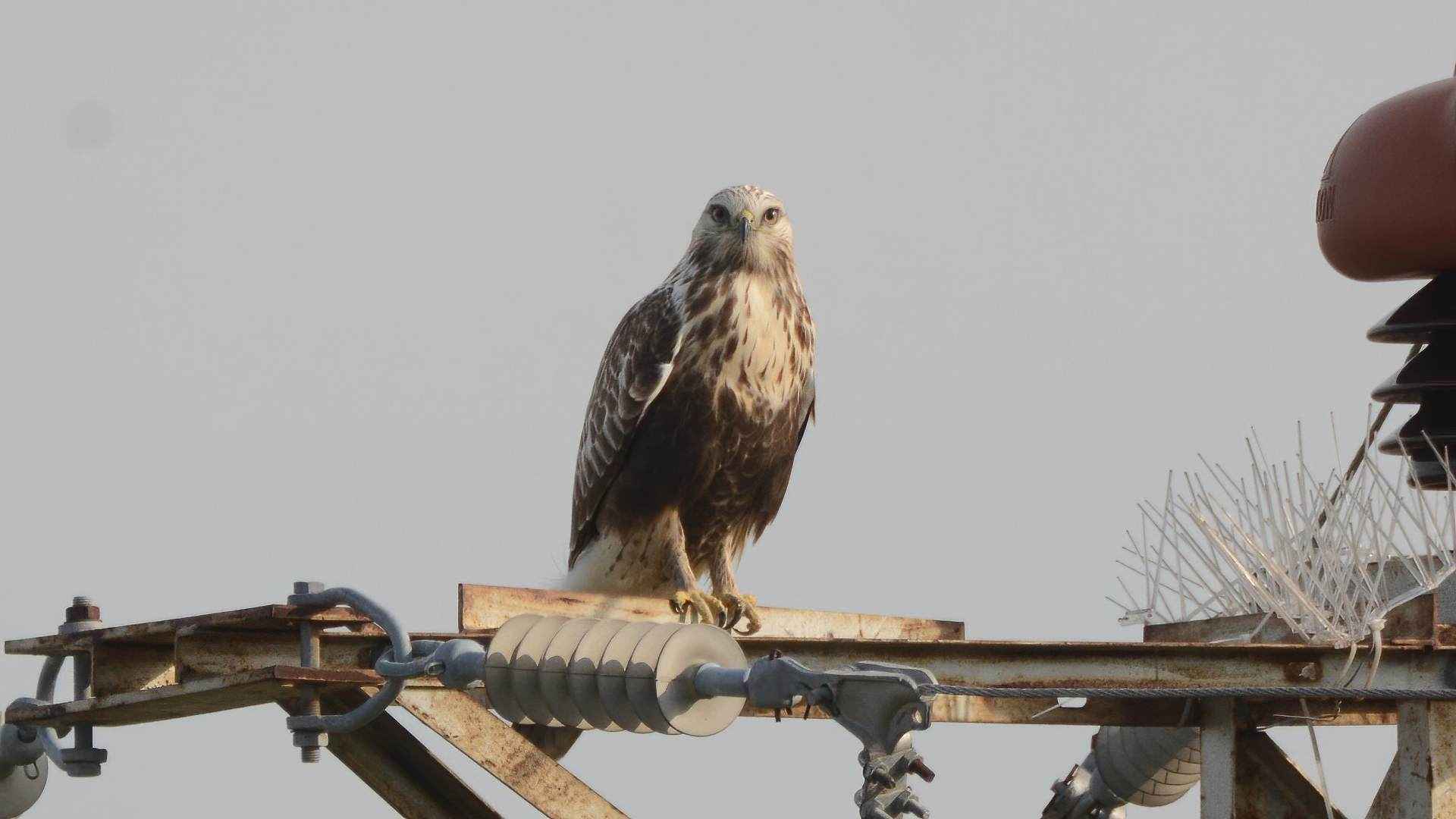 Rough-legged Hawk