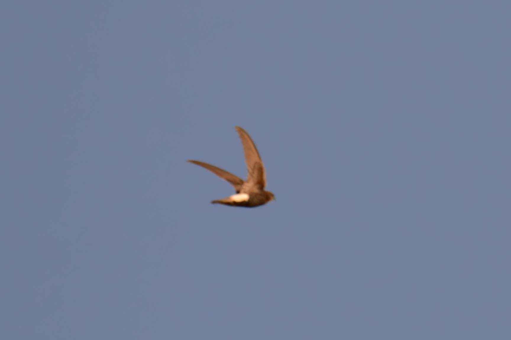 Little Swift