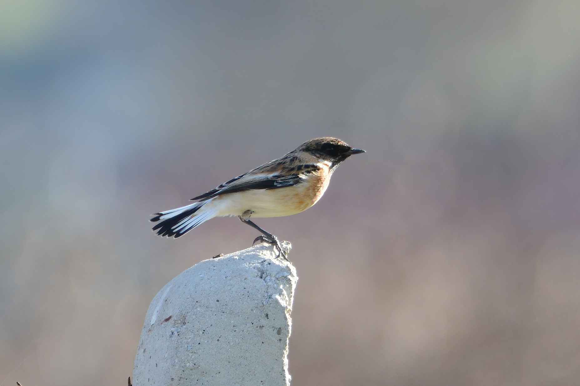 Siberian Stonechat