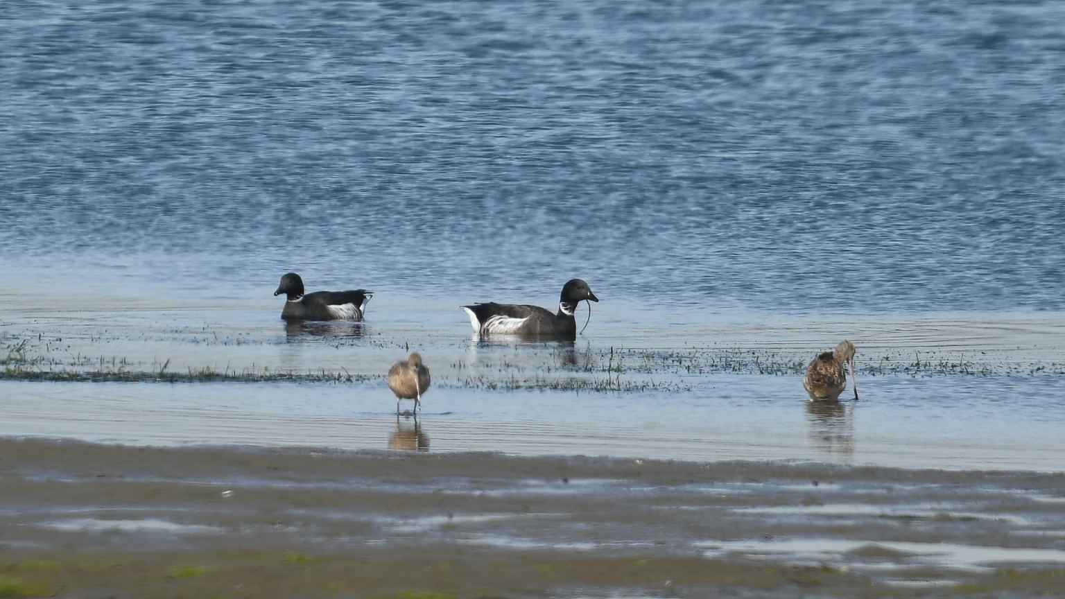 Brant