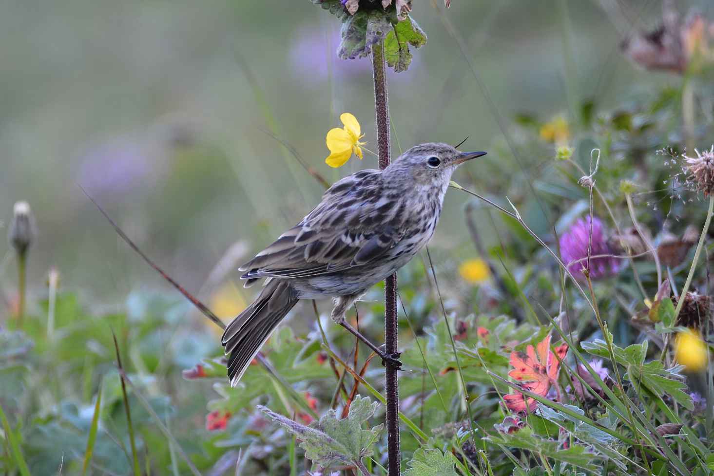 Water Pipit