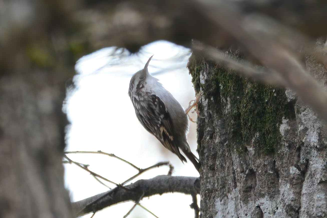 Short-toed Treecreeper