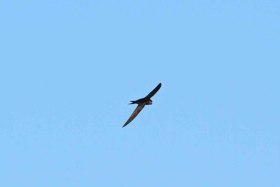 Common Swift