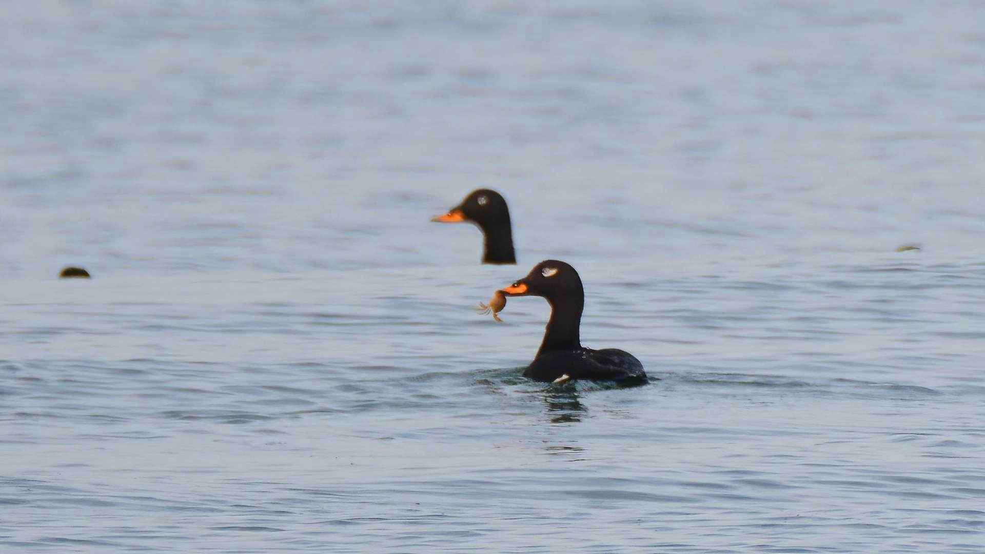 Velvet Scoter
