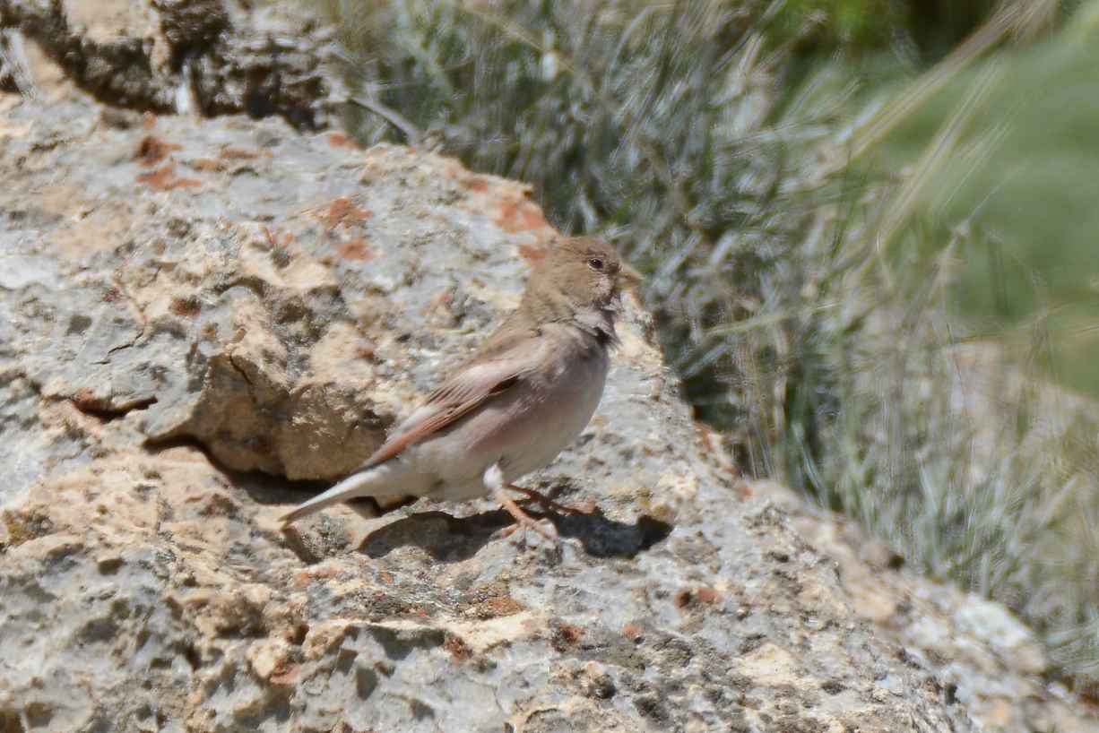 Mongolian Finch