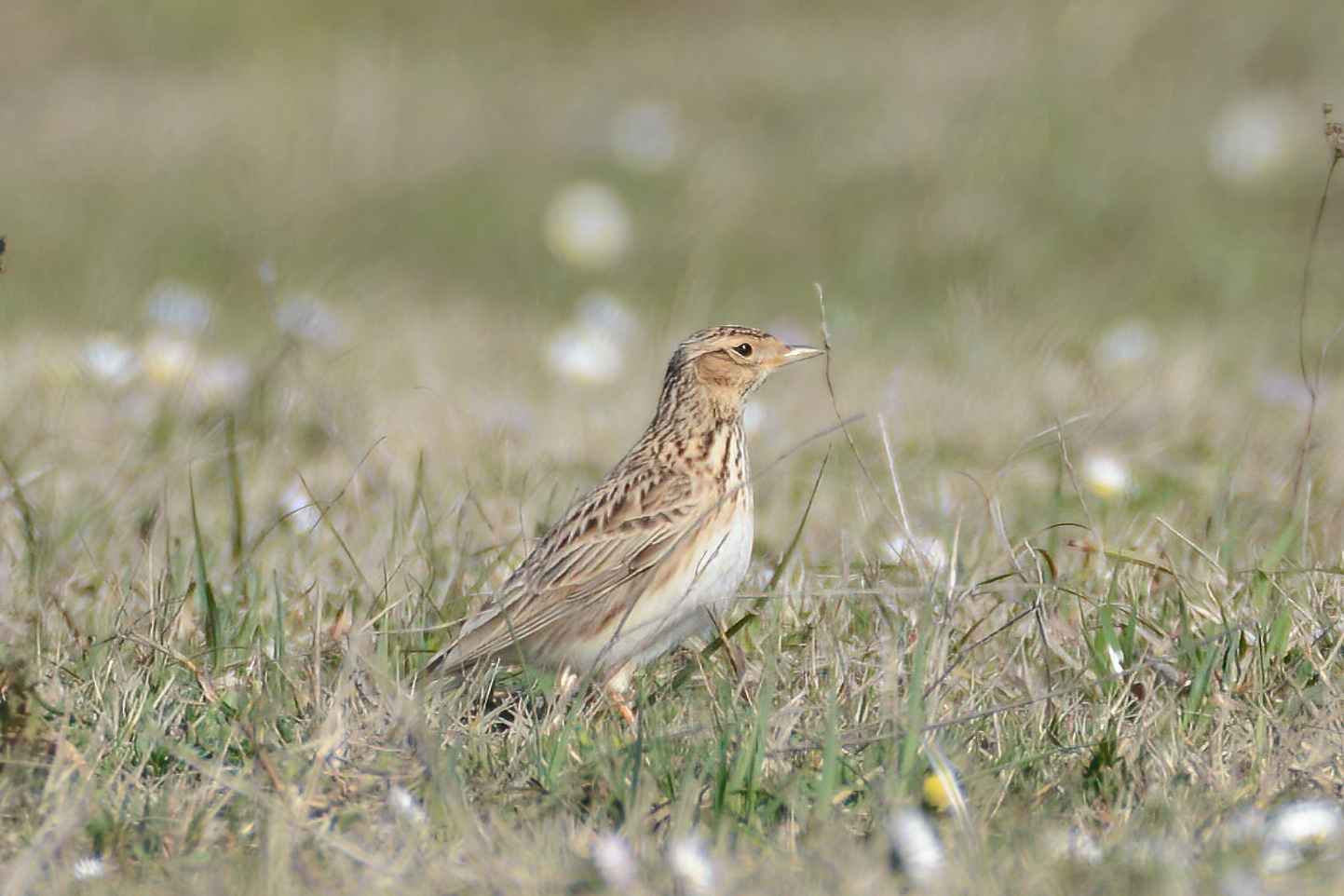 Eurasian Skylark