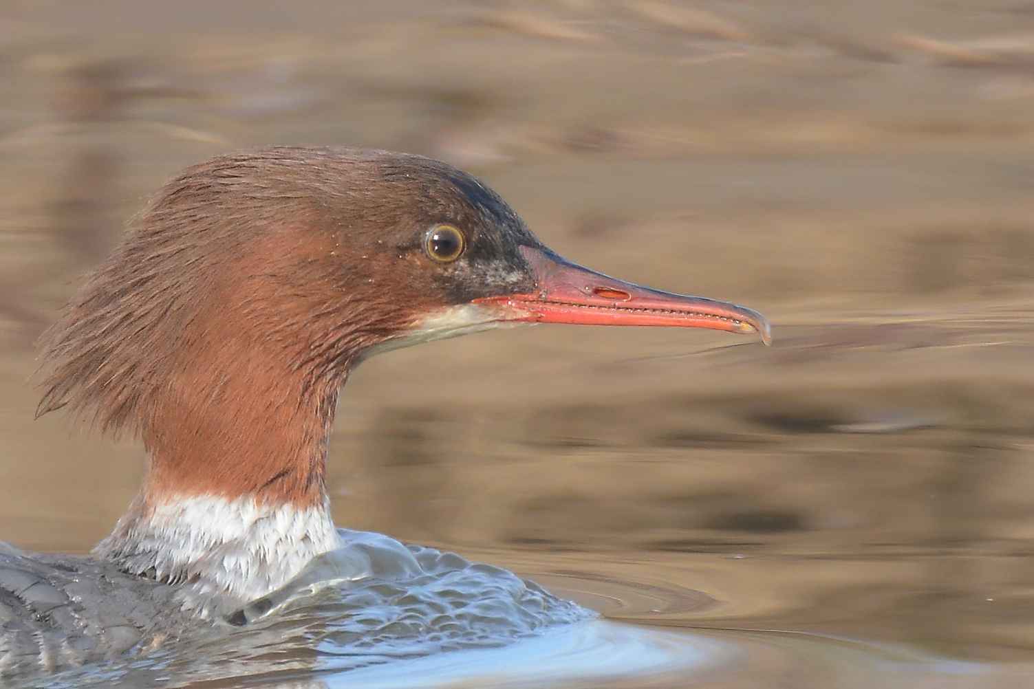 Common Merganser