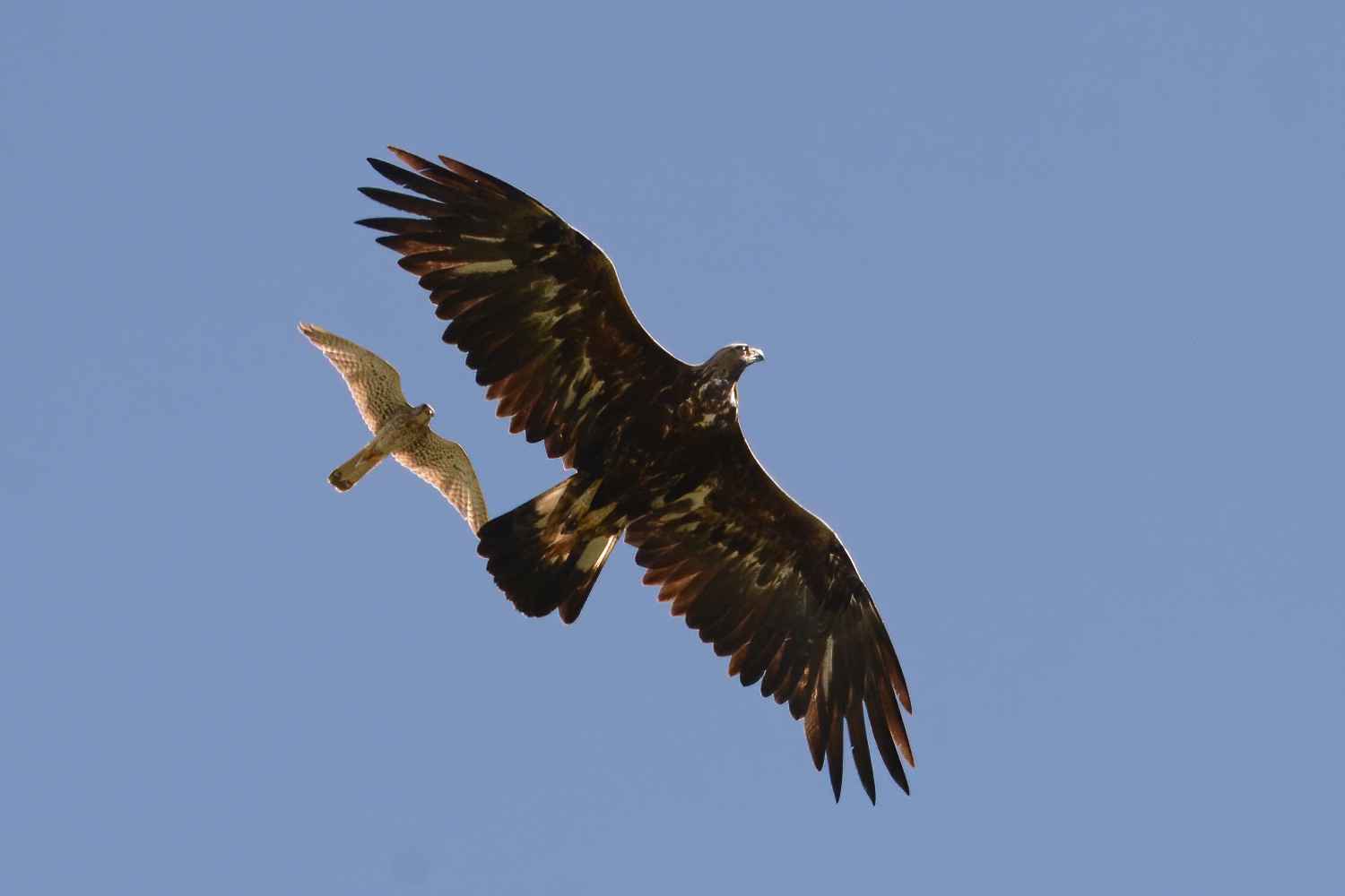 Golden Eagle