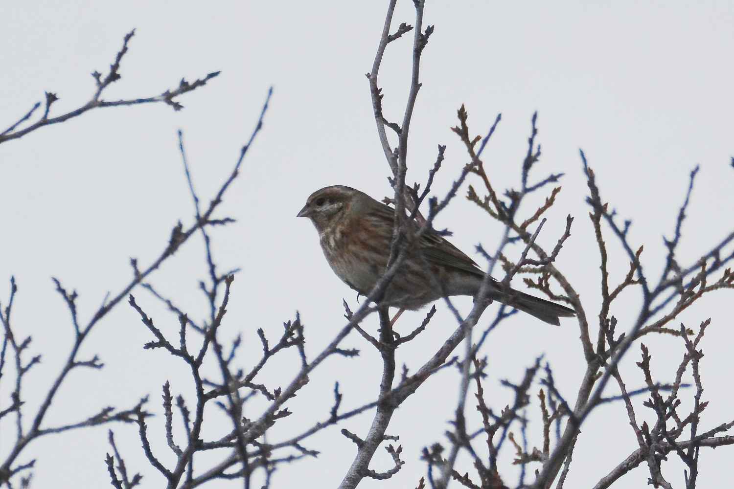 Pine Bunting