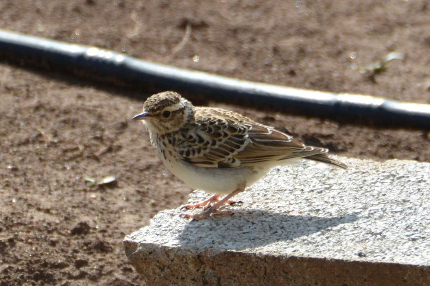 Wood Lark