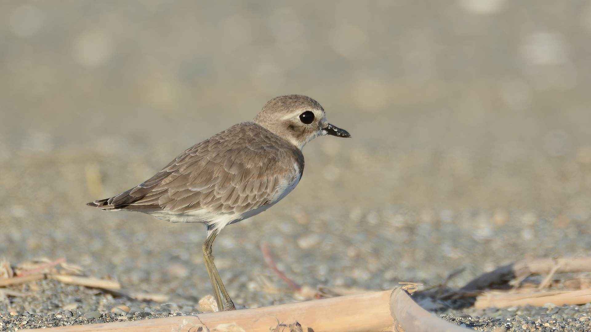 Lesser Sand-Plover