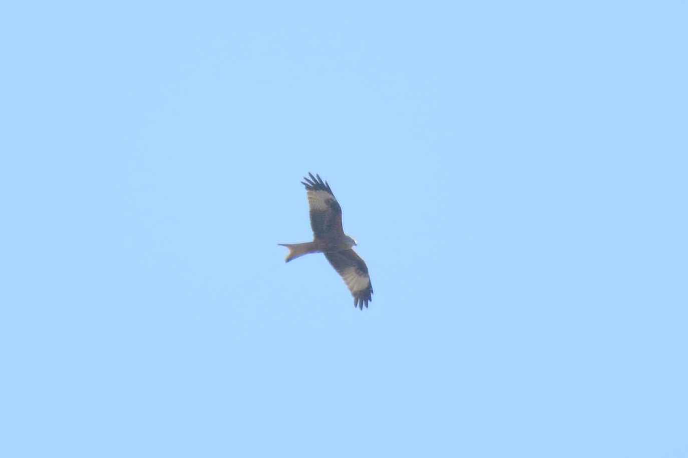 Red Kite