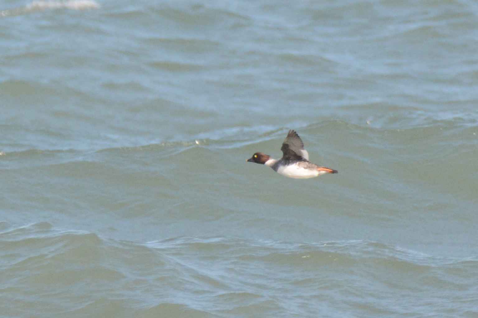 Common Goldeneye