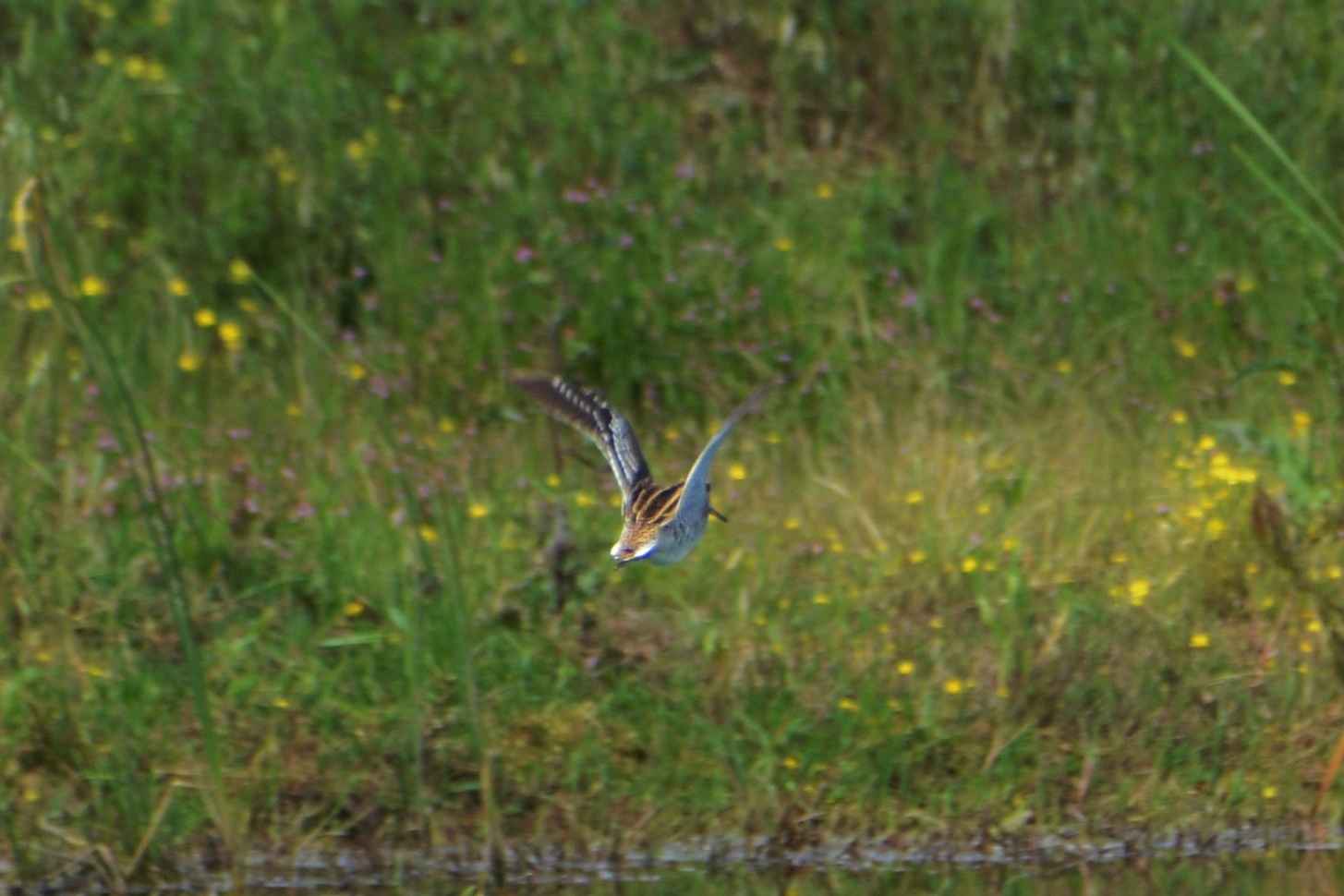 Great Snipe