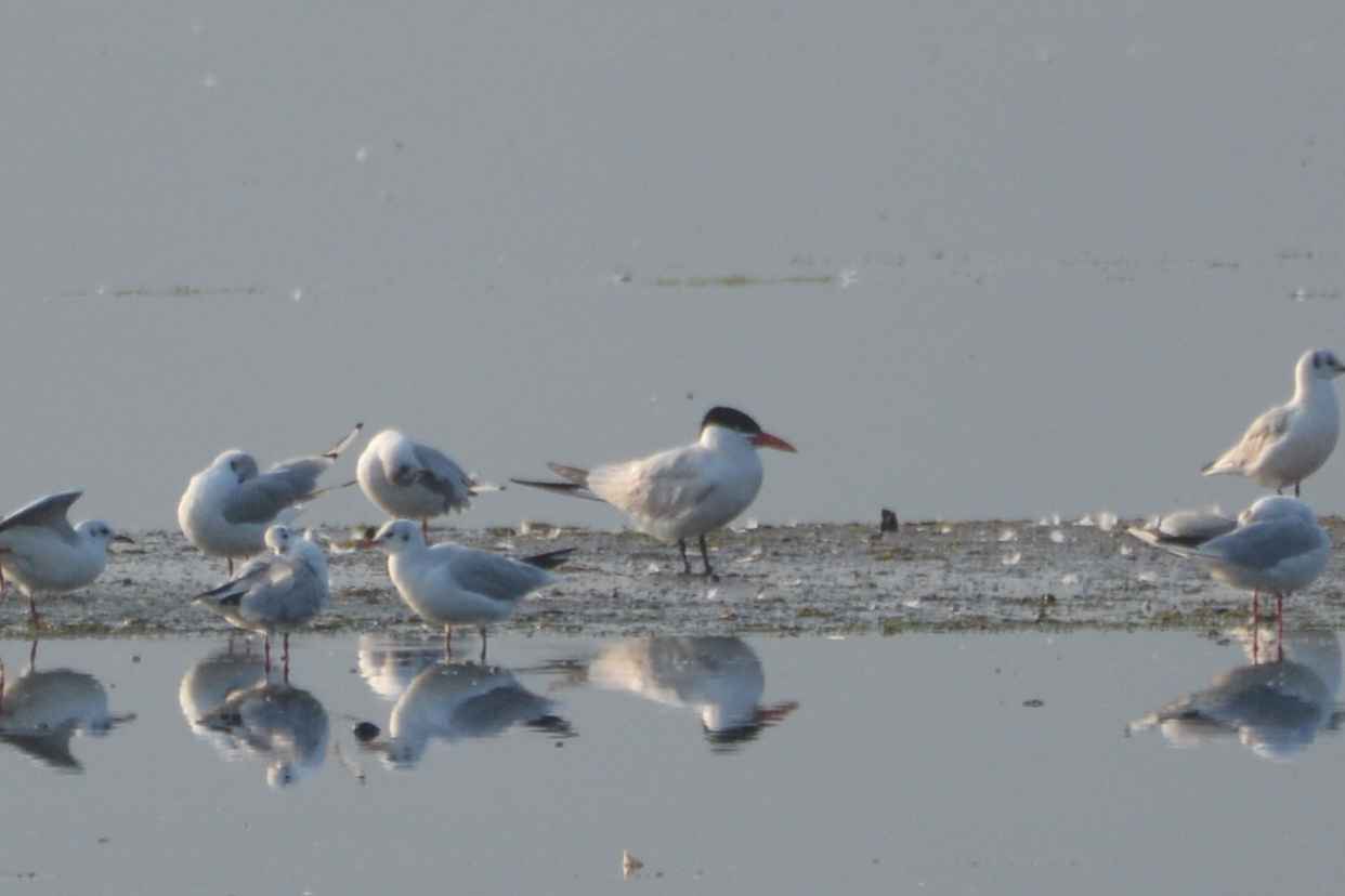 Caspian Tern
