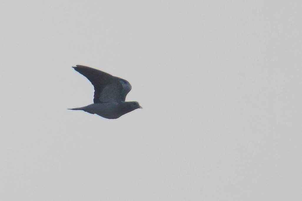 Stock Dove