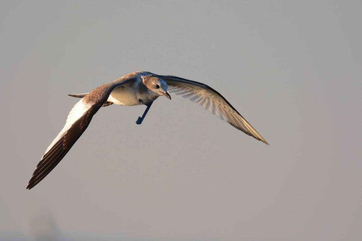 Sabine's Gull