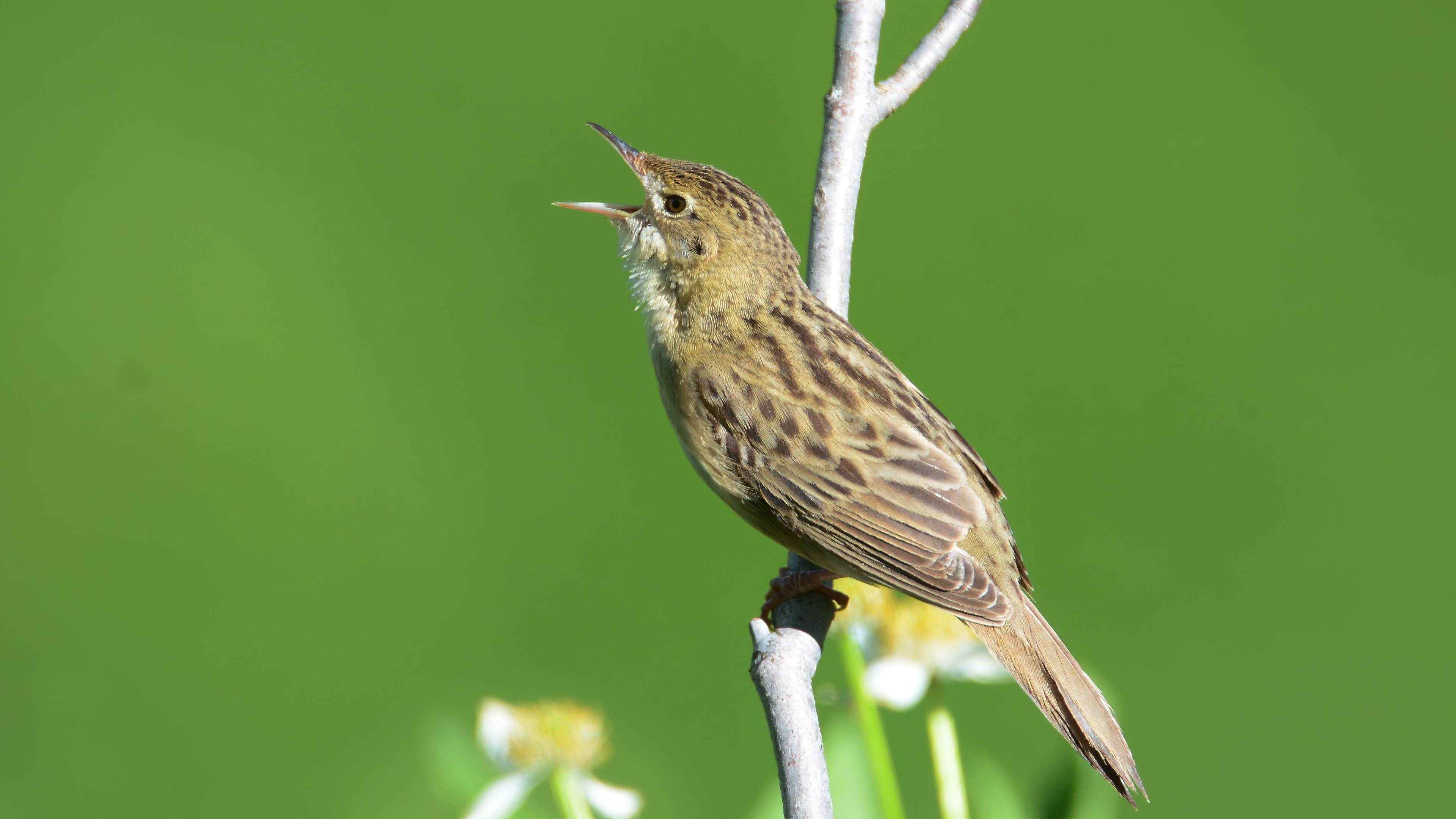 Common Grasshopper-Warbler