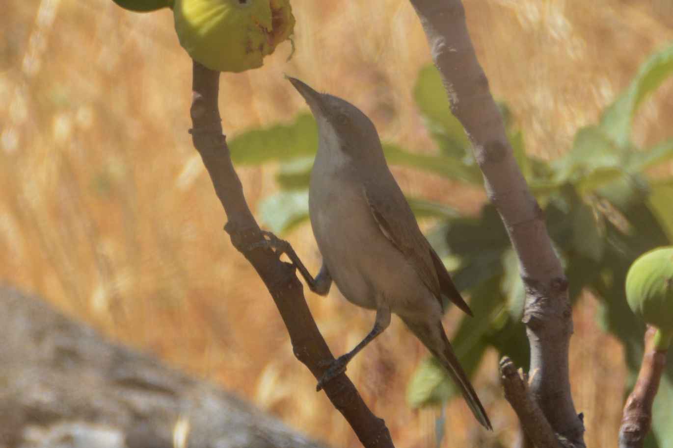 Eastern Orphean Warbler