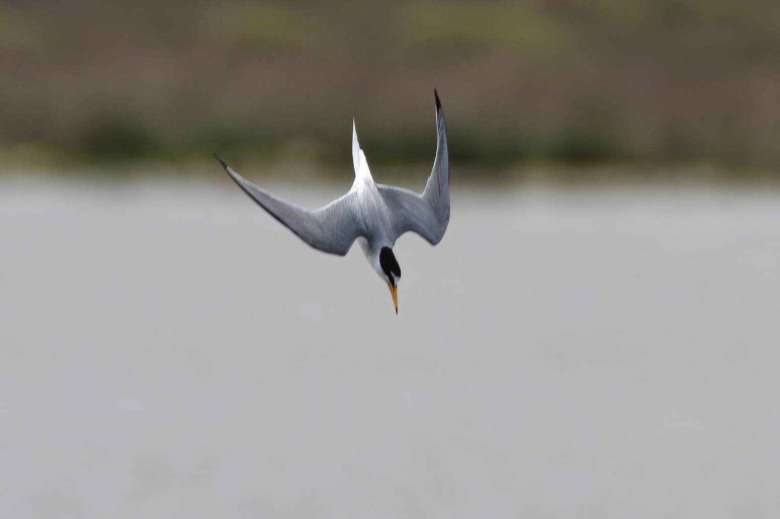 Little Tern