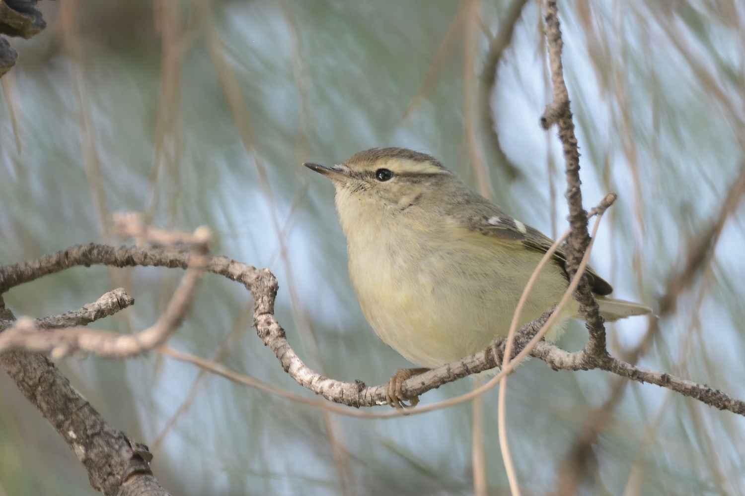 Hume's Warbler