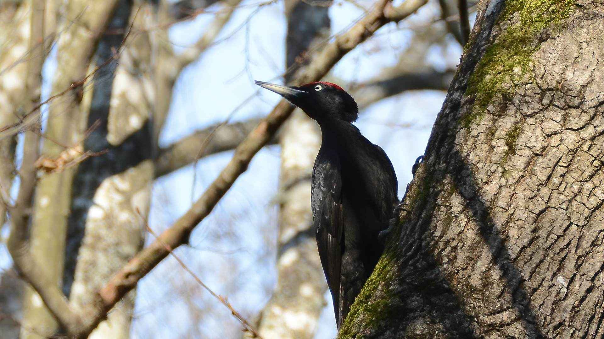 Black Woodpecker