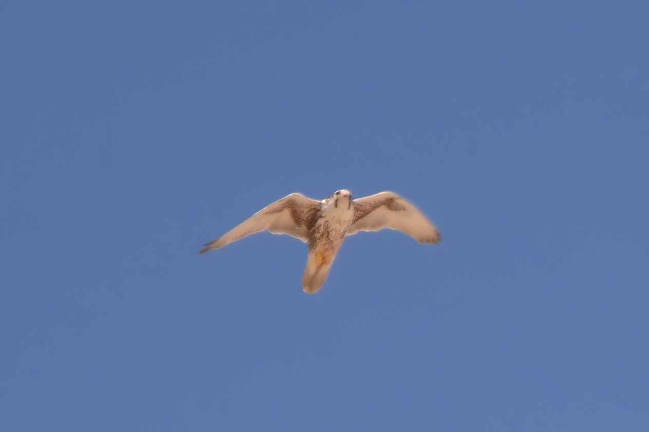 Saker Falcon