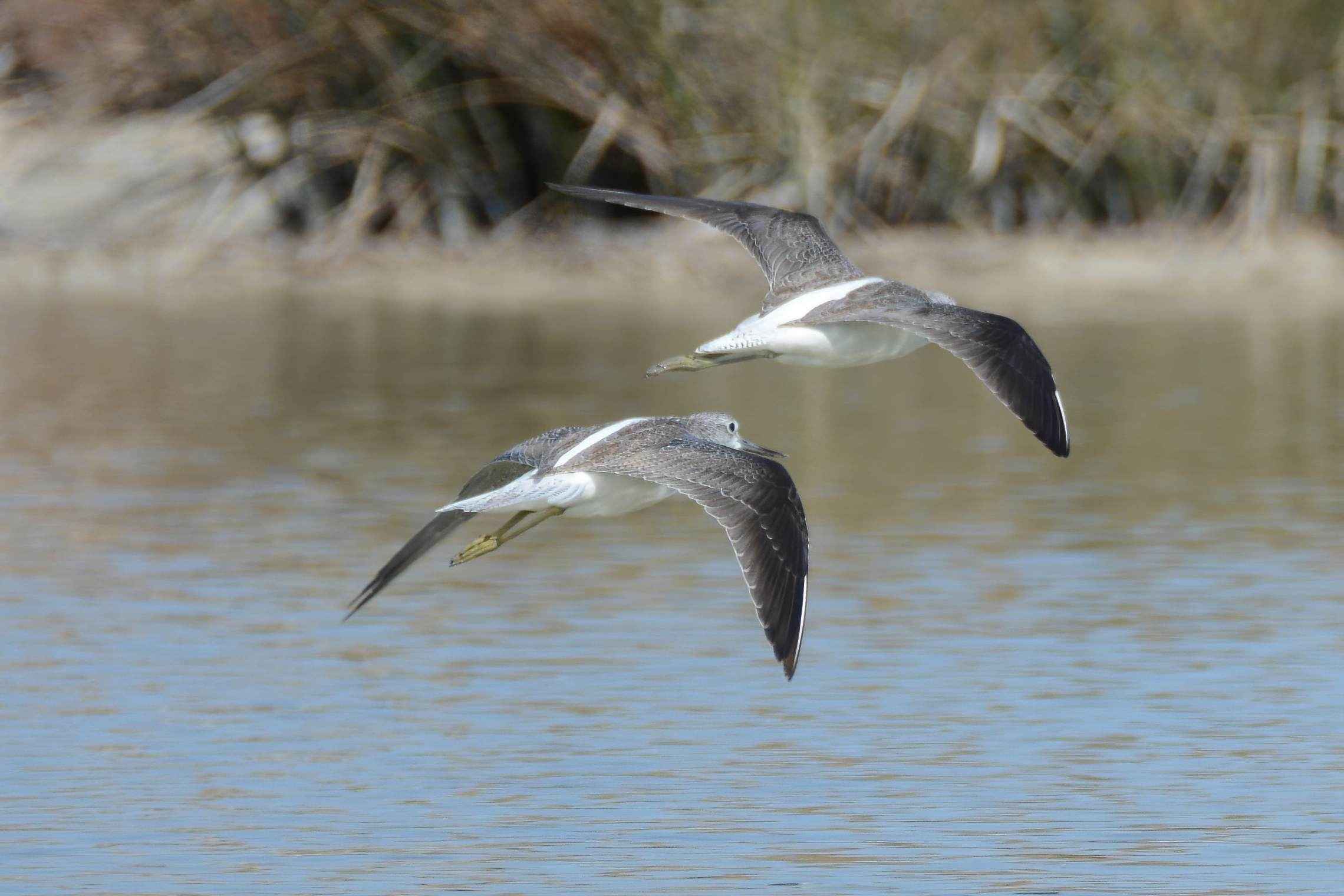 Common Greenshank